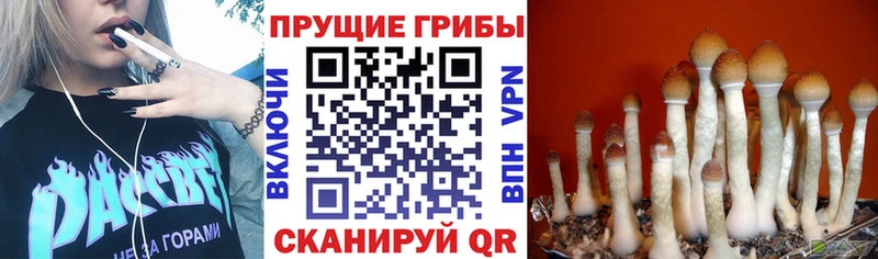 Купить Набережные Челны Псилоцибиновые грибы Psilocybe
